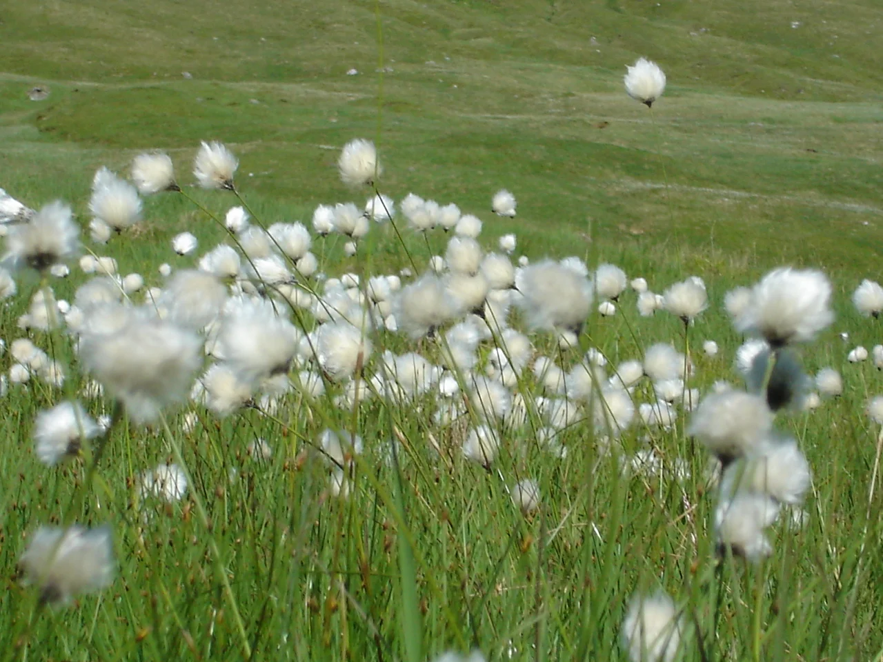 Pradera en flor